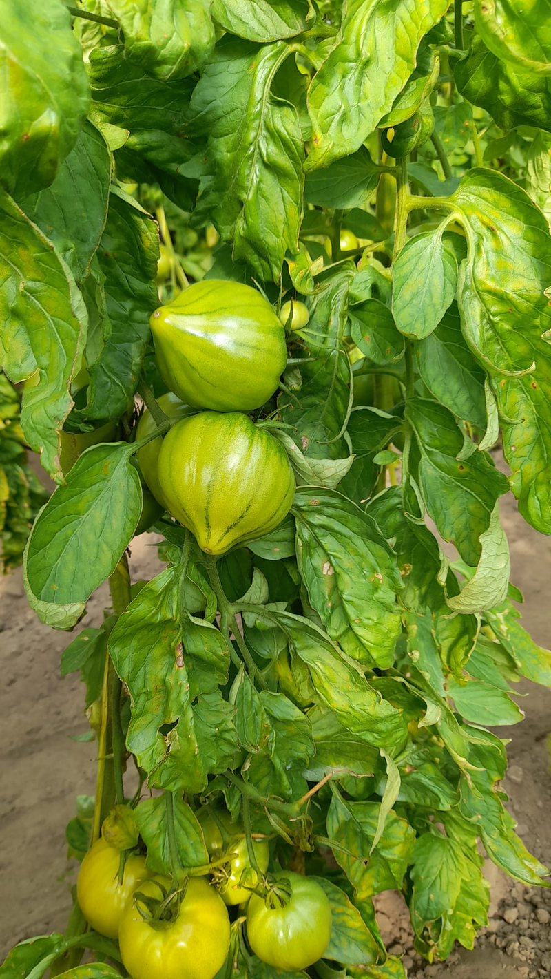 A.M.A. Los Tomates 3