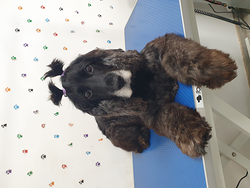 Galería de imágenes