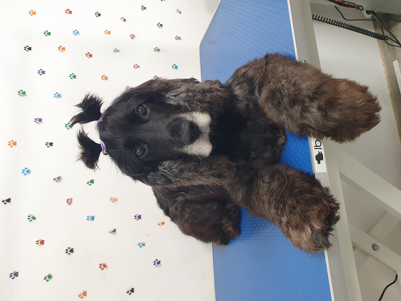 El Rinc&oacute;n De Roby 2