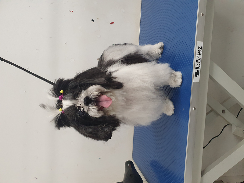 El Rinc&oacute;n De Roby PELUQUERIAS CANINAS