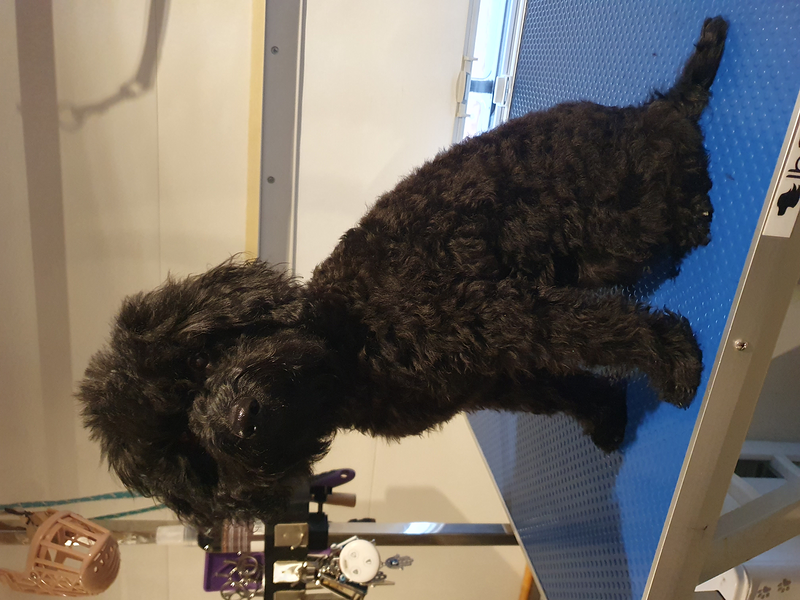 El Rinc&oacute;n De Roby 7