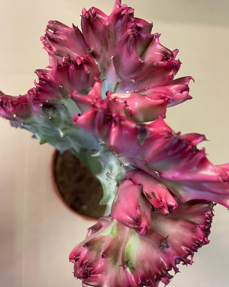 L&acute;estadi Agrocomer&ccedil; FLORISTERIAS