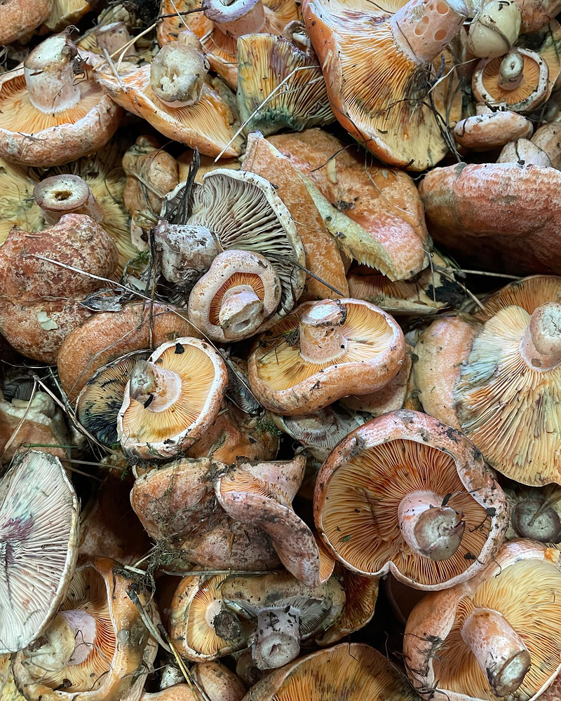 L&acute;estadi Agrocomer&ccedil; 3