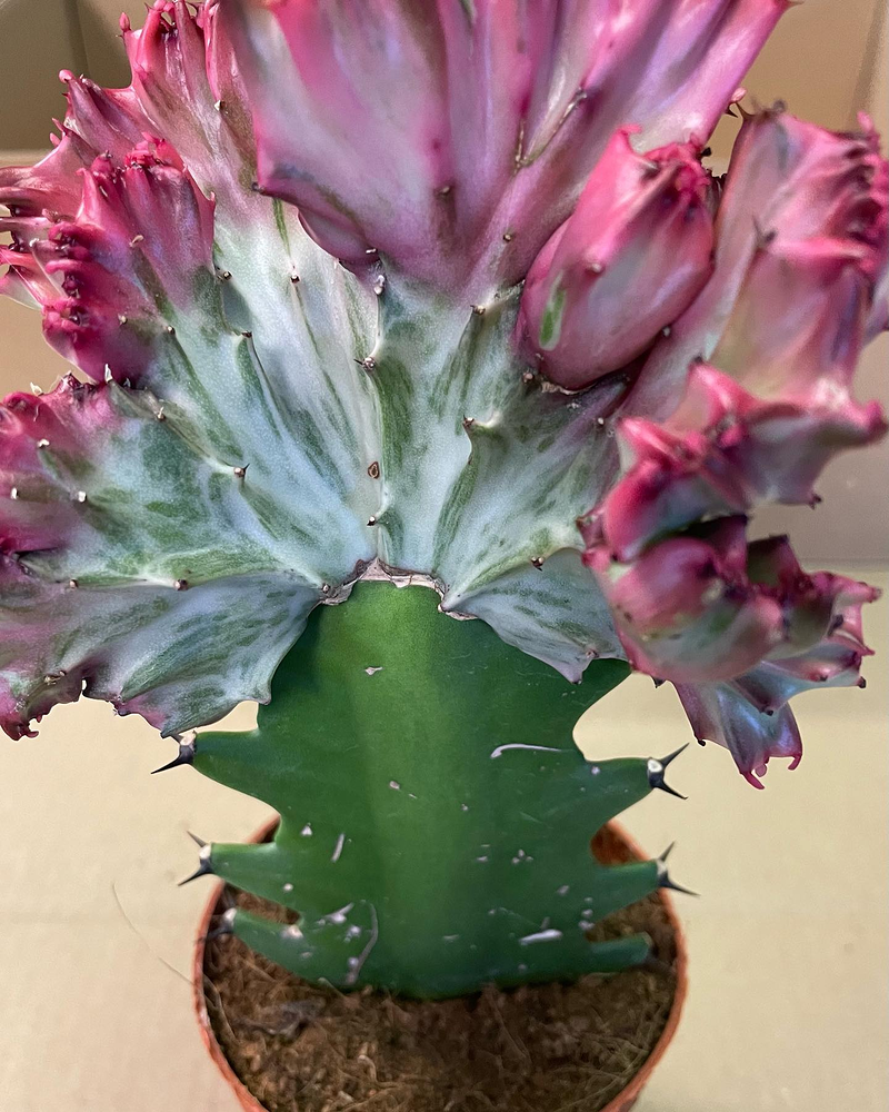 L&acute;estadi Agrocomer&ccedil; Olot