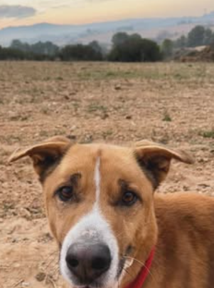 Mes K Gossos Centre Can&iacute; 3