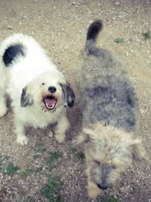 Mes K Gossos Centre Can&iacute; ANIMALES DE COMPAÑIA: CRIA Y RESIDENCIAS