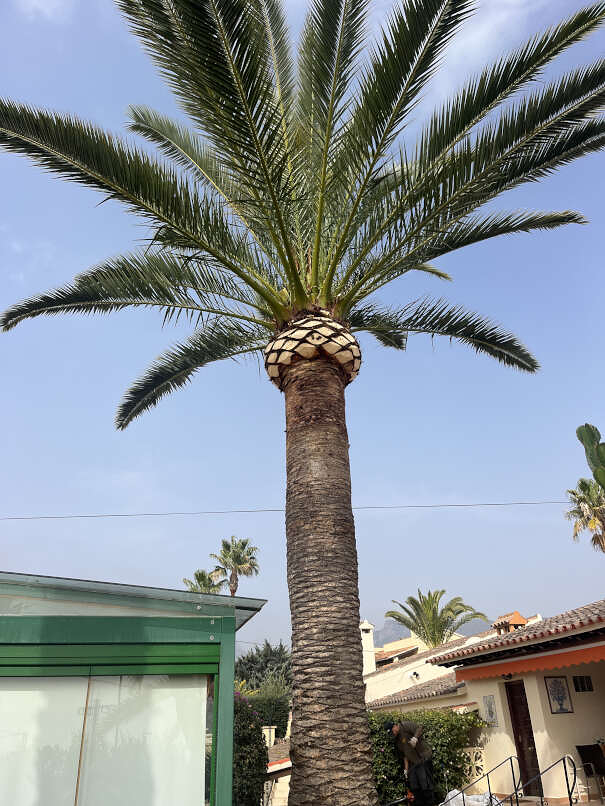 Podas Macho JARDINERIA: EMPRESAS DE SERVICIOS