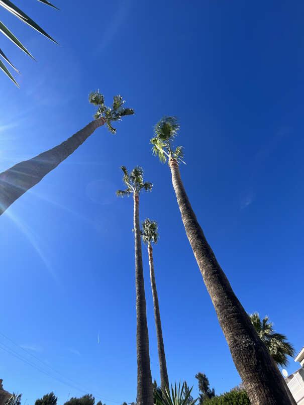 Podas Macho Benidorm