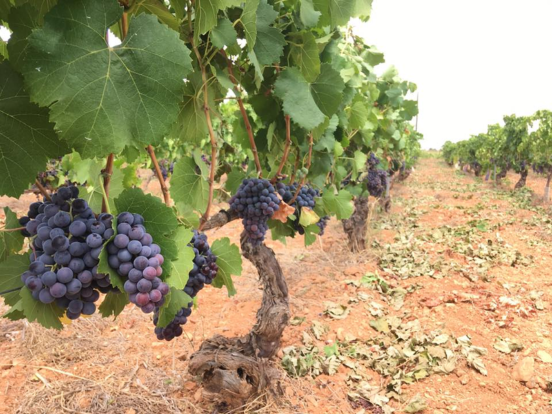 7103 Petit Celler BODEGAS: PRODUCCION DE VINOS Y LICORES