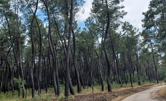 C&aacute;ndido Forestal - Servicios de Topograf&iacute;a 2