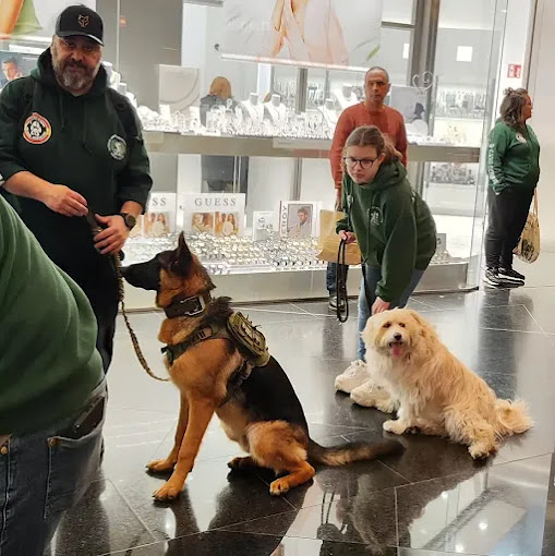 D CANS SCHOOL_k9 Somos tu escuela Canina 7