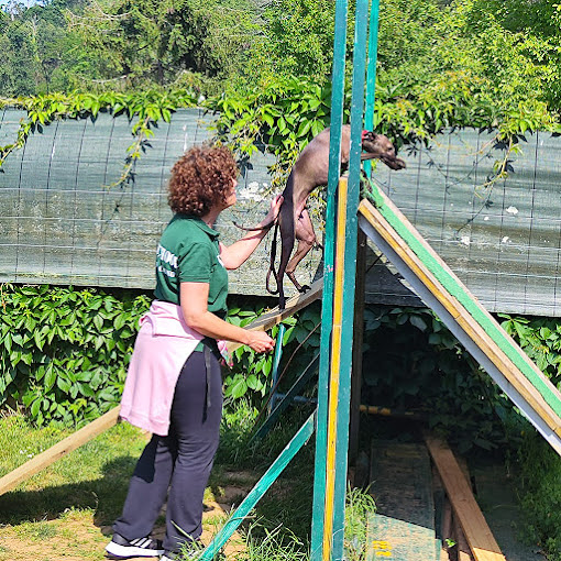 D CANS SCHOOL_k9 Somos tu escuela Canina 2