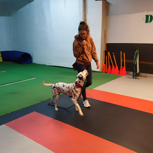 D CANS SCHOOL_k9 Somos tu escuela Canina 8