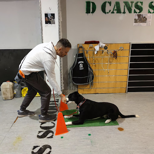 D CANS SCHOOL_k9 Somos tu escuela Canina 12