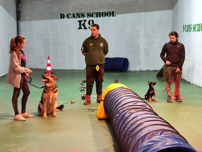 D CANS SCHOOL_k9 Somos tu escuela Canina 15
