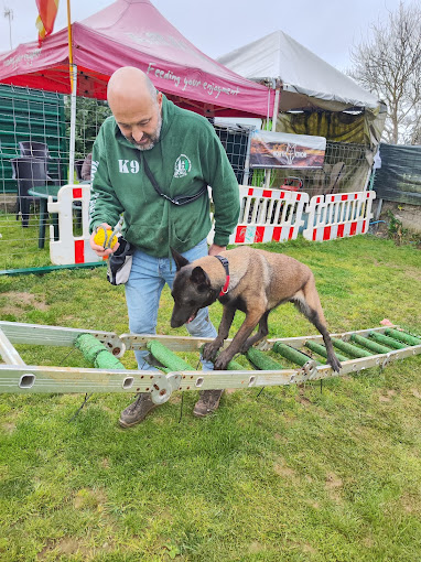 D CANS SCHOOL_k9 Somos tu escuela Canina 5