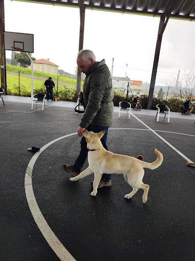 D CANS SCHOOL_k9 Somos tu escuela Canina 10