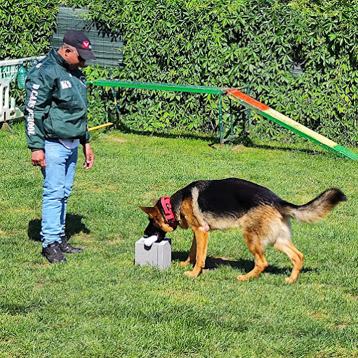 D CANS SCHOOL_k9 Somos tu escuela Canina 4