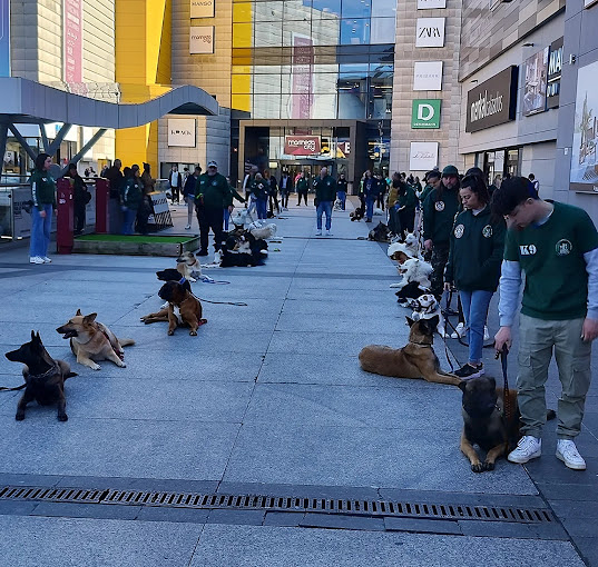D CANS SCHOOL_k9 Somos tu escuela Canina 11