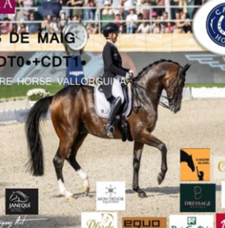 Dressage Boutique 11