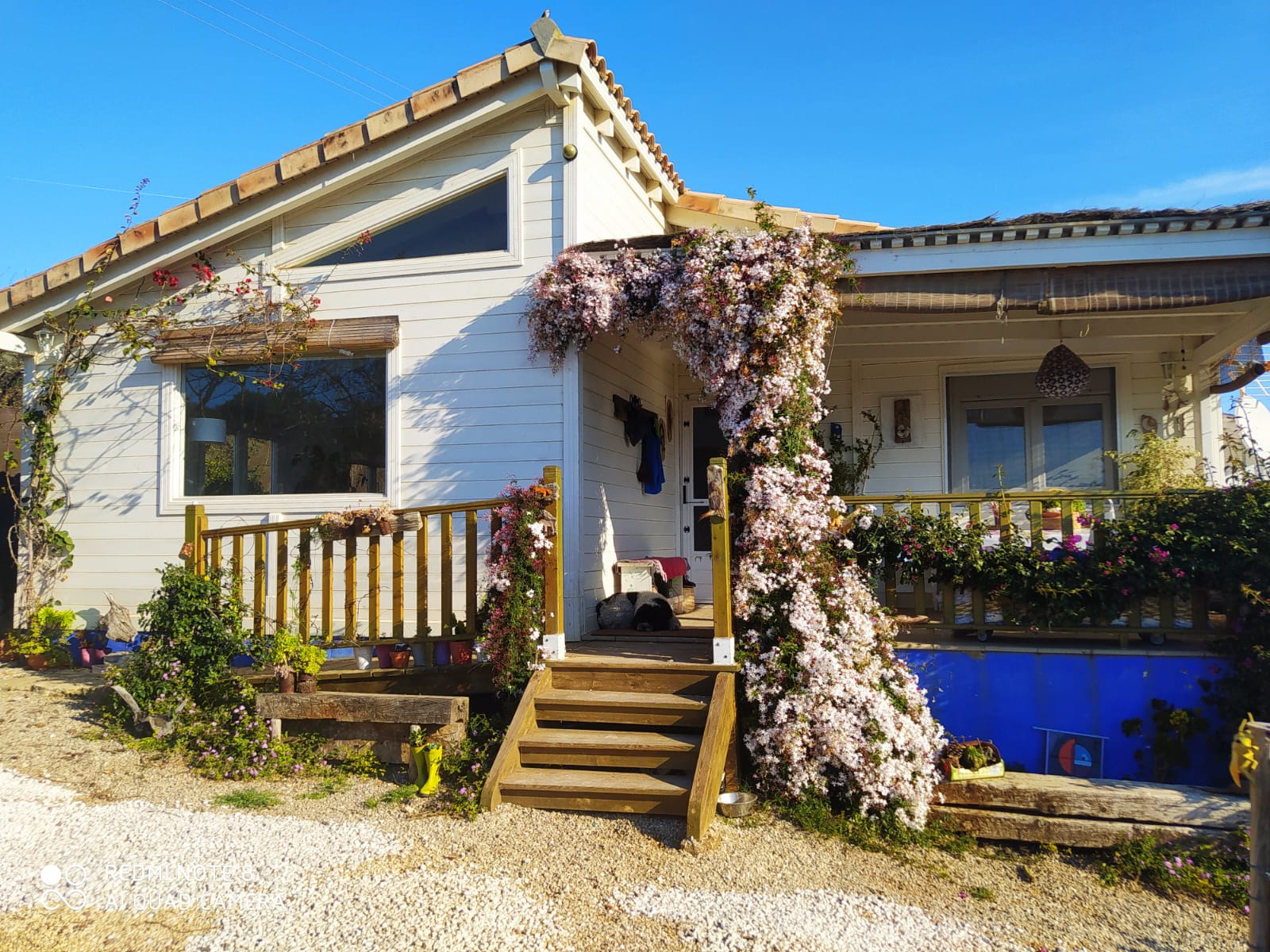 El P&aacute;jaro Carpintero 6