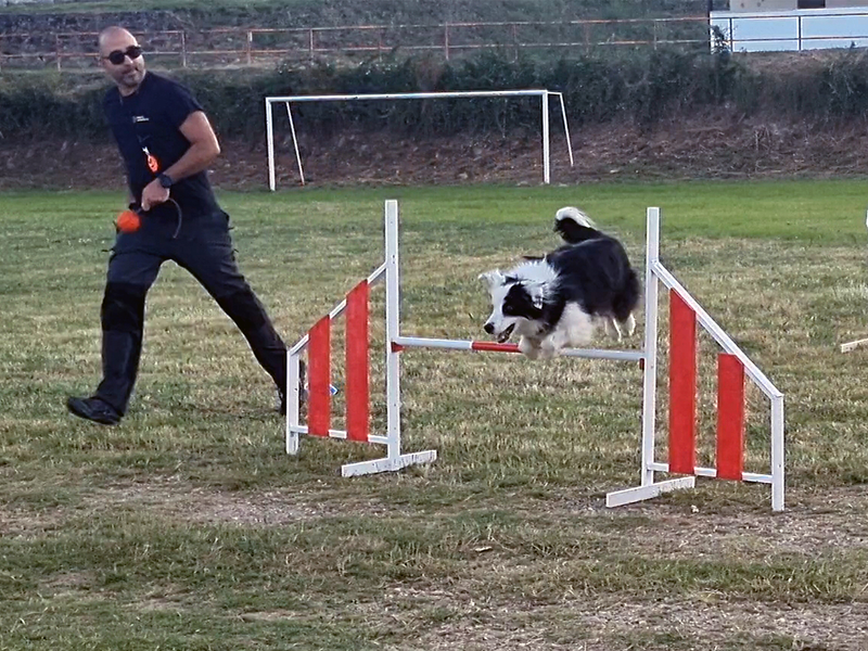 Nueva Andadura PERROS: ADIESTRAMIENTO