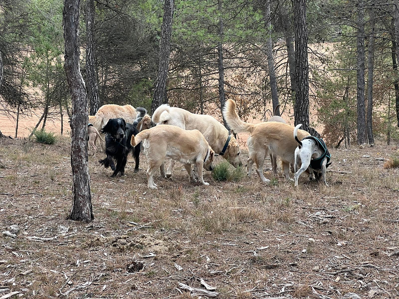 CANatura Resid&egrave;ncia Canina 7