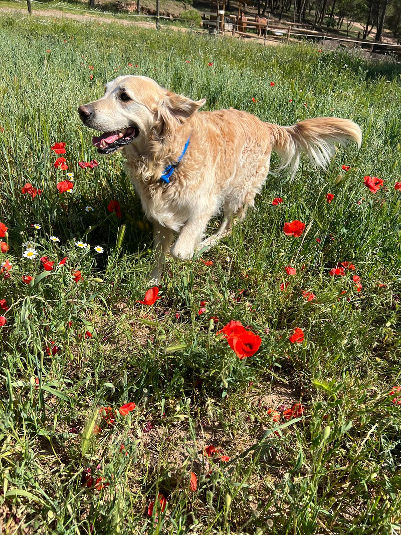 CANatura Resid&egrave;ncia Canina 9