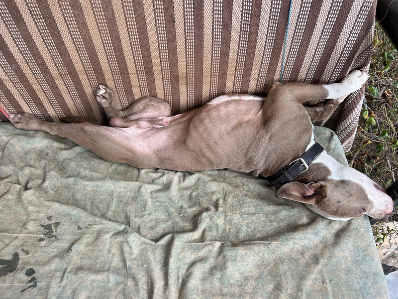 CANatura Resid&egrave;ncia Canina 4