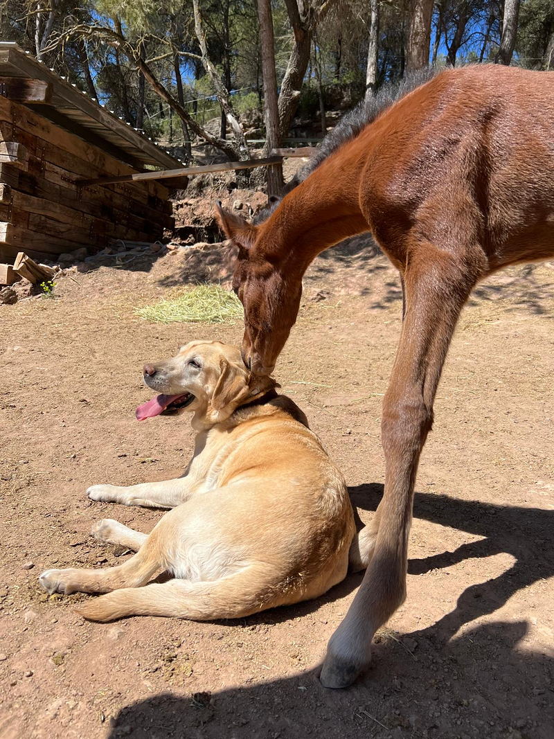 CANatura Resid&egrave;ncia Canina 3