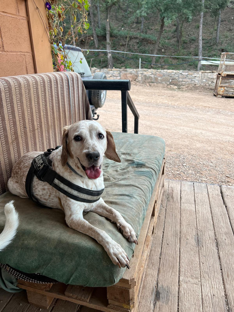 CANatura Resid&egrave;ncia Canina 11