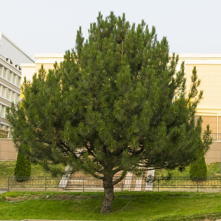 Podas Trepalm Almoradí