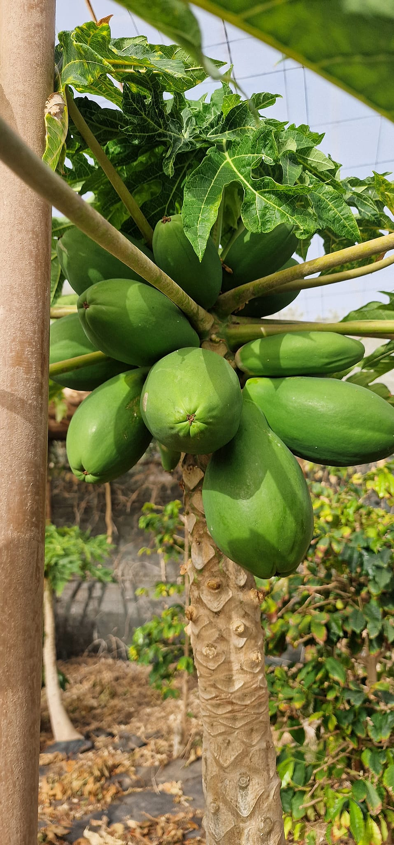 Finca Lomo Valer&oacute;n Troia Agaete 7