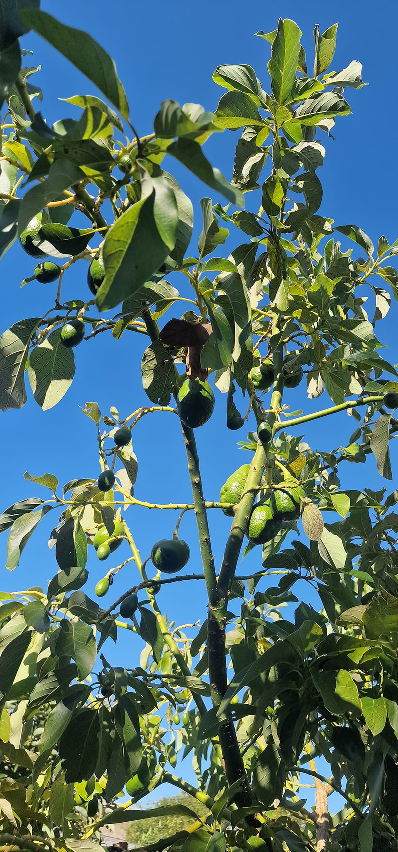 Finca Lomo Valer&oacute;n Troia Agaete 4