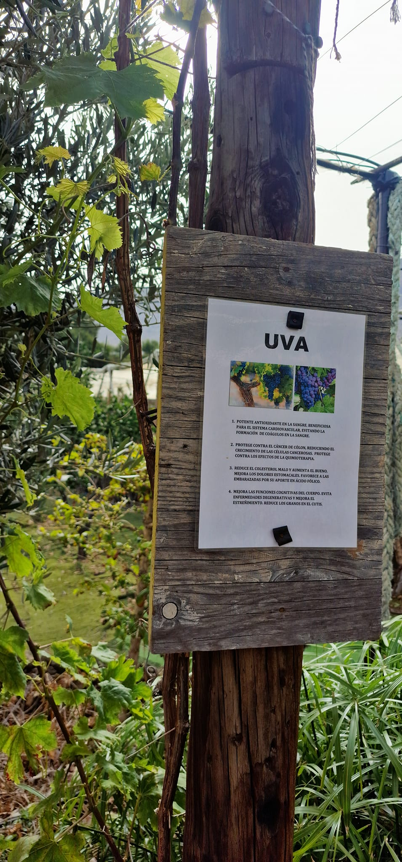 Finca Lomo Valer&oacute;n Troia Agaete 8