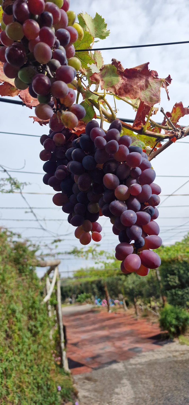 Finca Lomo Valer&oacute;n Troia Agaete 15