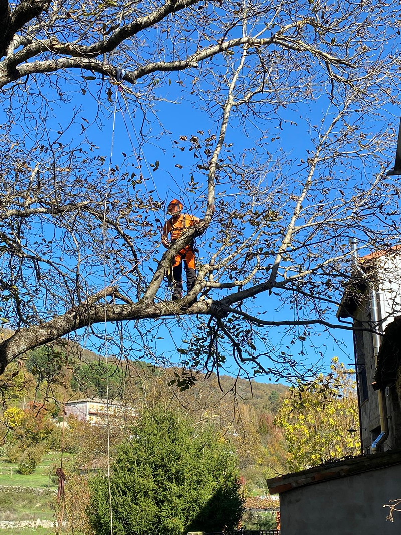 Sitta Poda Vertical 10