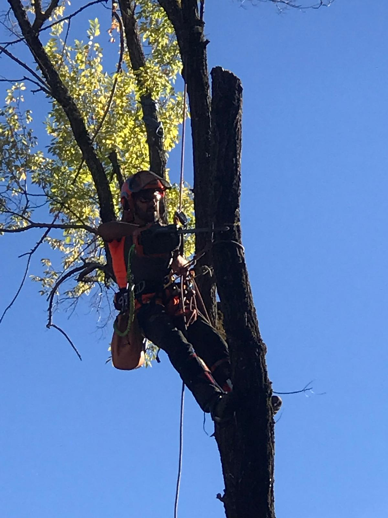 Sitta Poda Vertical 8