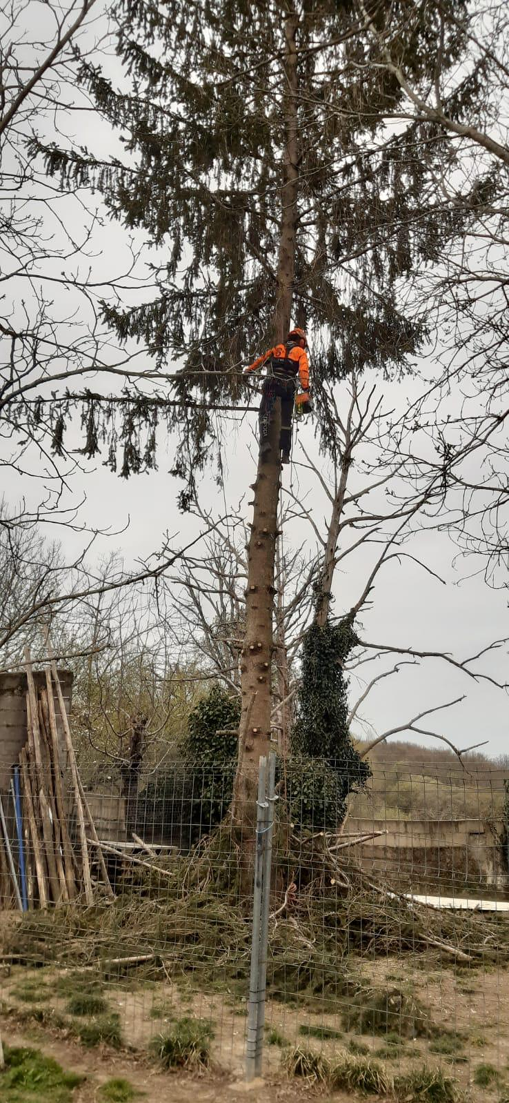 Sitta Poda Vertical 3