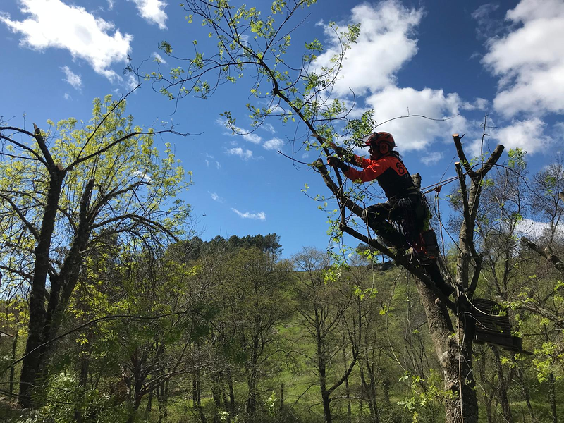Sitta Poda Vertical JARDINERIA: EMPRESAS DE SERVICIOS