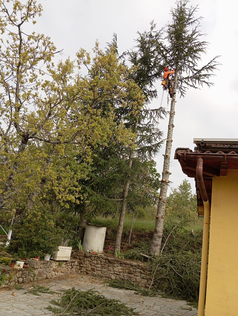 Sitta Poda Vertical 9