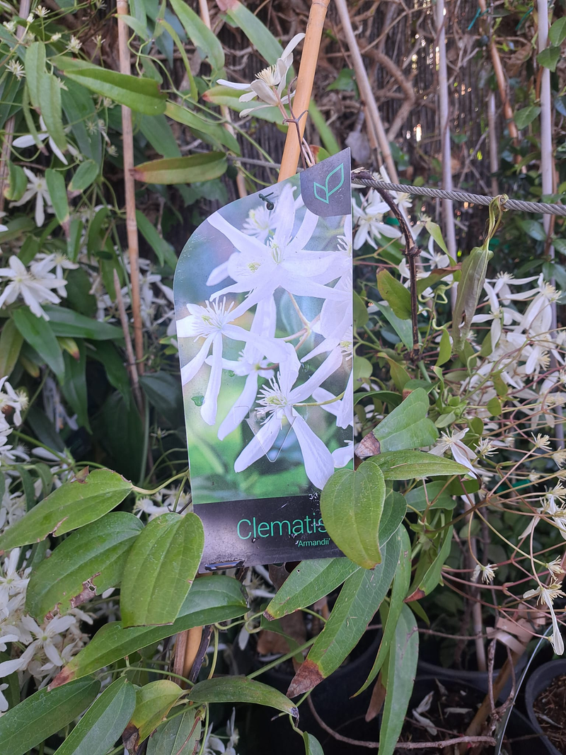 Jardineria Silvana 19