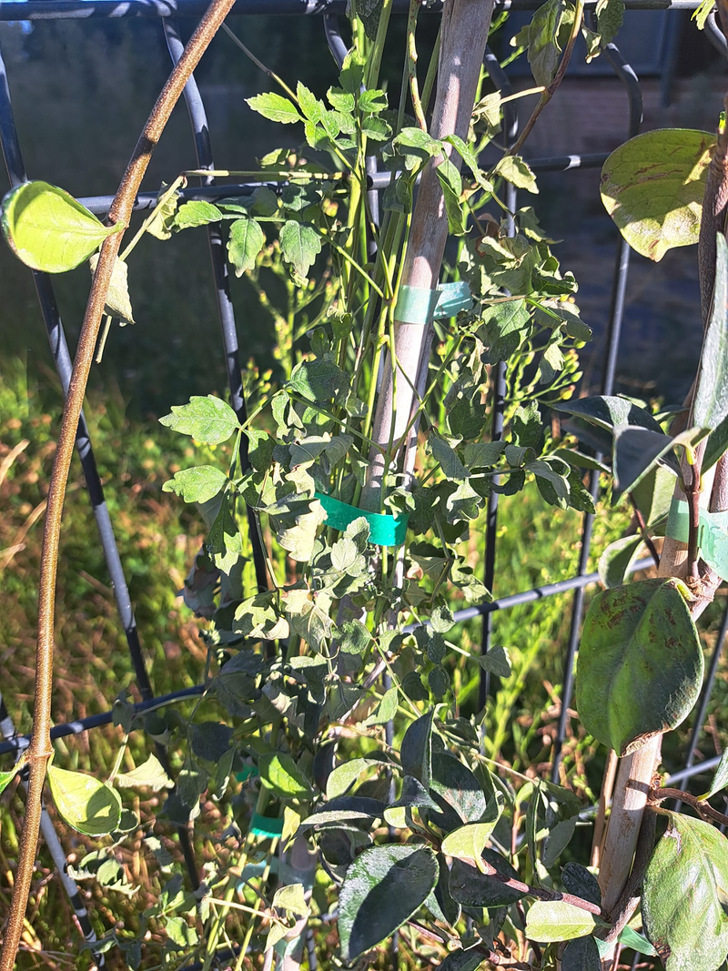 Jardineria Silvana 8