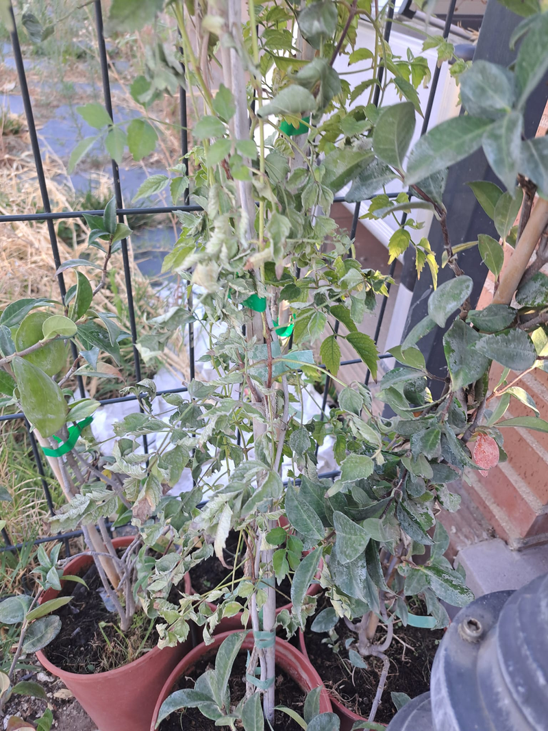 Jardineria Silvana 14