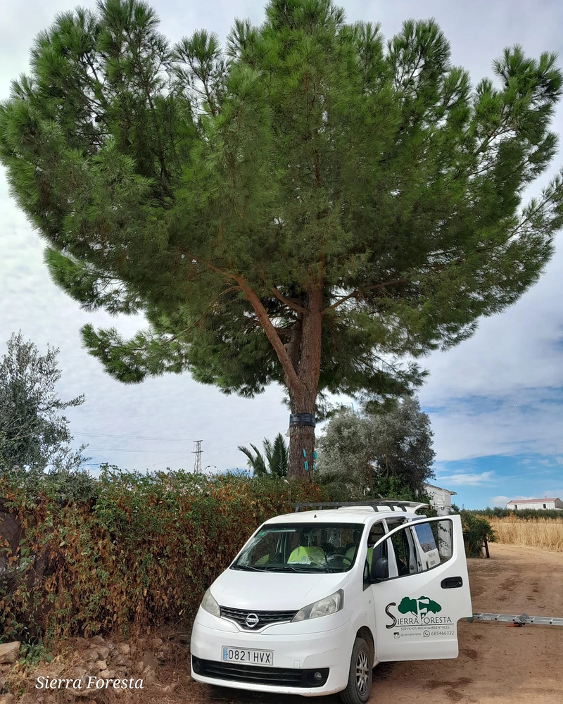 Pakito Sierra - Sierra Foresta JARDINERIA: EMPRESAS DE SERVICIOS