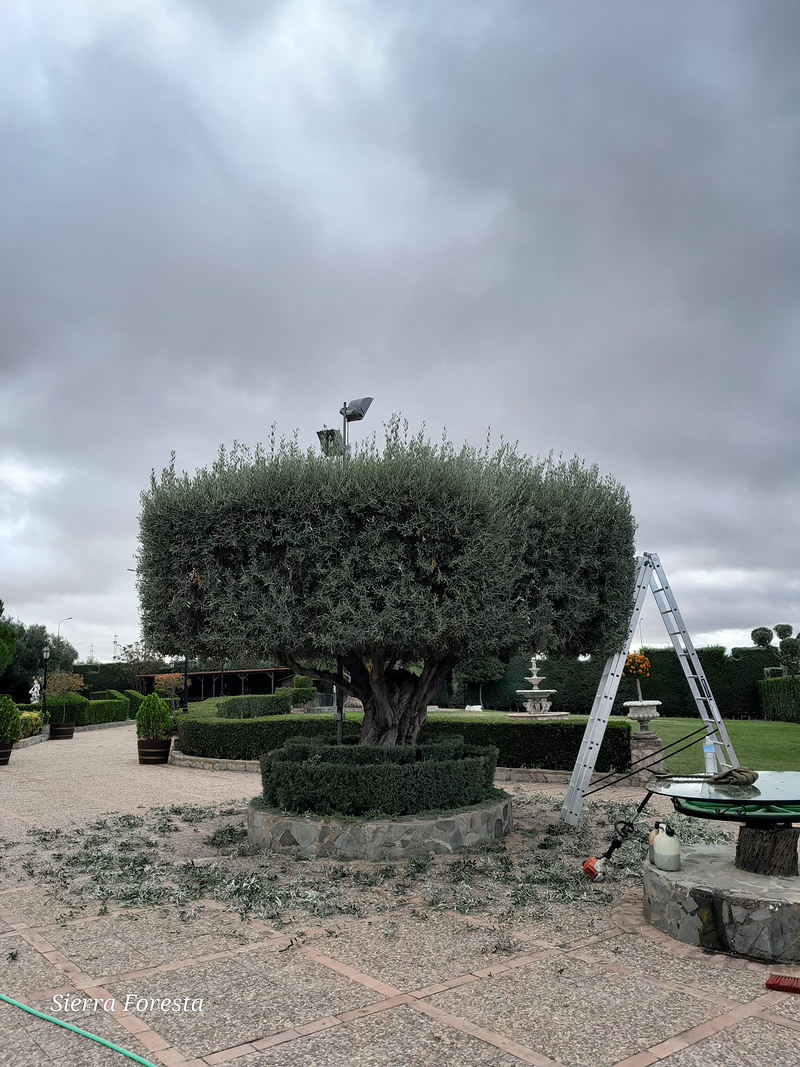 Pakito Sierra - Sierra Foresta 2