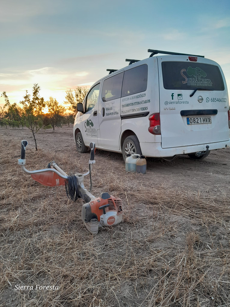 Pakito Sierra - Sierra Foresta 7