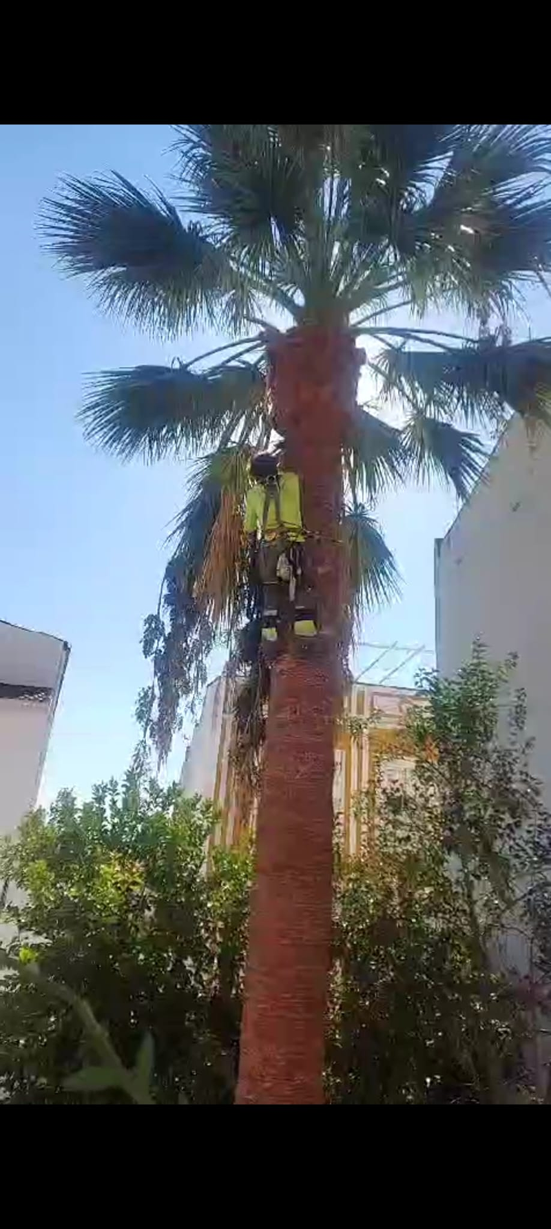 Pakito Sierra - Sierra Foresta 8