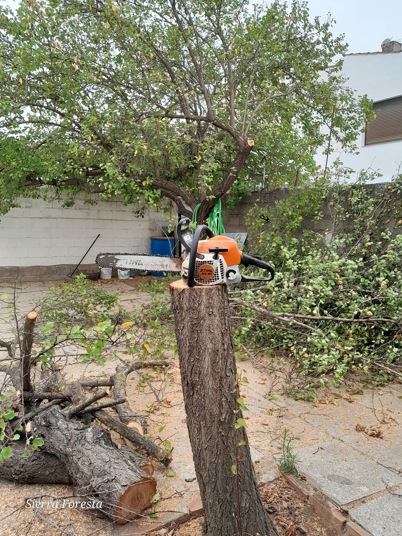 Pakito Sierra - Sierra Foresta 5