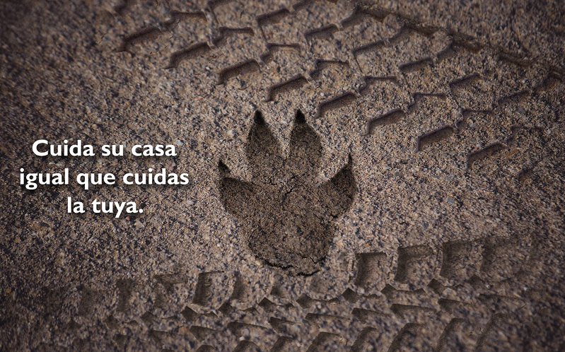 MJ Pizarro Dise&ntilde;ador Web 5